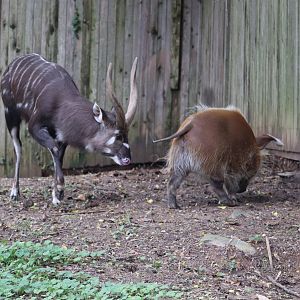 Cheetah Conservation Station - Sitatunga - Waylon - Red River Hog