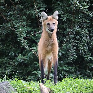 Cheetah Conservation Station - Maned Wolf