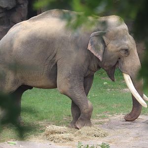 Elephant Trails - Asian Elephant - Spike