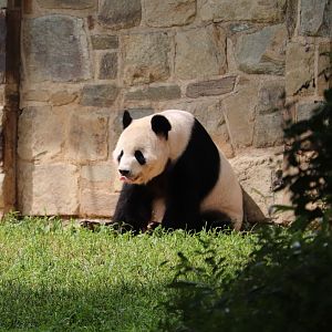 Asia Trail - Giant Panda - Tian Tian