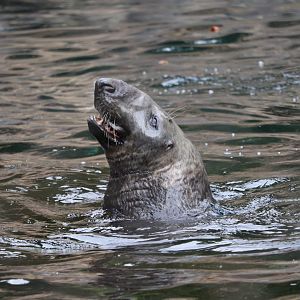 American Trail - Gray Seal - Gunther