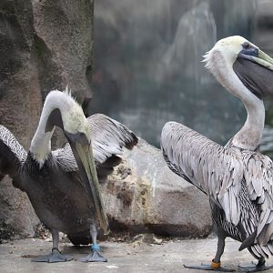 American Trail - Brown Pelican
