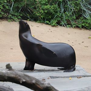 American Trail - California Sea Lion