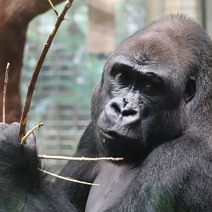 Great Ape House - Western Lowland Gorilla - Kojo