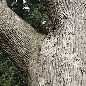 Coastal Allen's chipmunk (Arcata, CA)