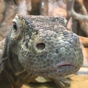Komodo dragon - (Varanus komodoensis)