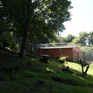 Snow Leopard enclosure