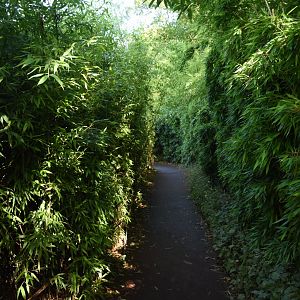 Bamboo pathway