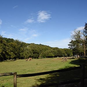 Przewalski Horse & Bactrian Camel enclosure