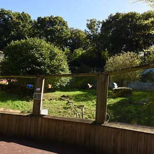 White Tiger enclosure