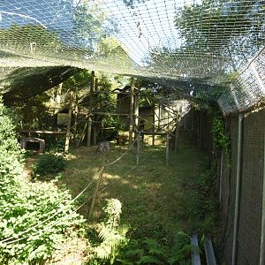 Binturong enclosure