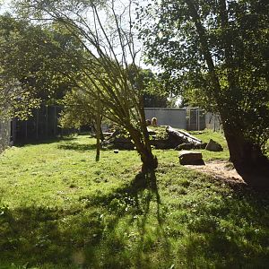 Asiatic Lion enclosure