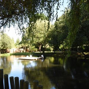 Malayan Tapir, Indian Muntjac & Dalmatian Pelican enclosure