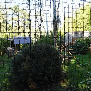 Victoria Crowned & Luzon Bleedingheart pigeon aviary