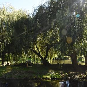 B&W-ruffed Lemur island