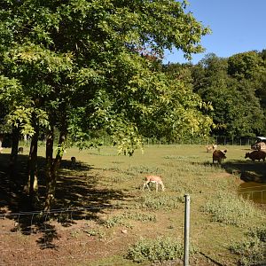 Banteng, Blackbuck and Pere David Deer paddock