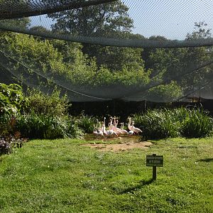 Greater Flamingo & Glossy Ibis aviary