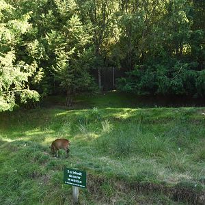 Reeves' Muntjac & Red-crowned Crane enclosure