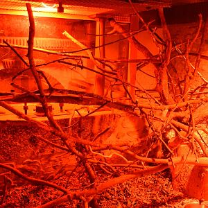 Luzon Cloud Rat enclosure