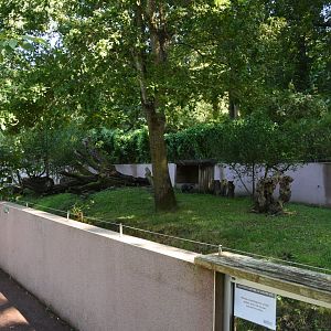 Raccoon Dog enclosure