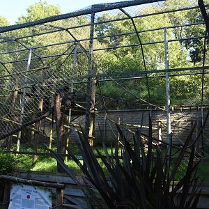 Javan langur cage