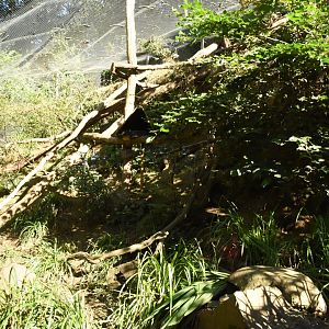 Yellow-throated Marten enclosure