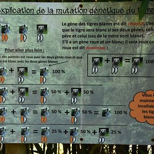 White Tiger genetics