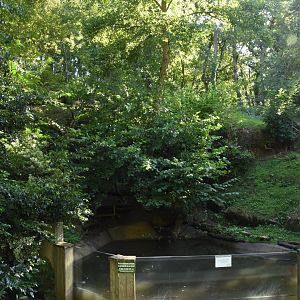 Small-clawed Otter enclosure