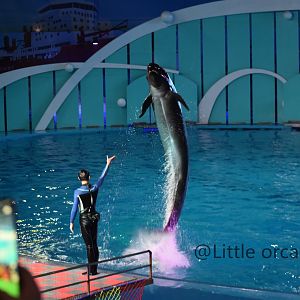 False killer whale (Pseudorca crassidens)