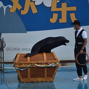 Male california sea lion（Zalophus californianus）