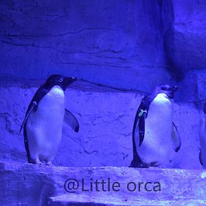 Adélie penguins（Pygoscelis adeliae）
