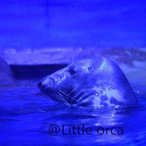 grey seal (halichoerus grypus)