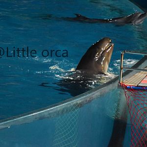 False killer whale（Pseudorca crassidens）and bottlenose dolphins（Tursiops truncatus）