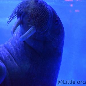 walrus（Odobenus rosmarus）