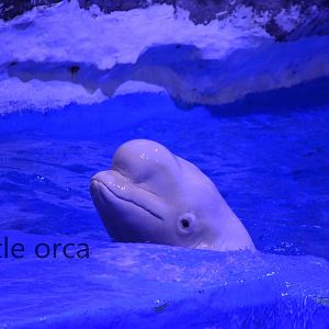 beluga/white whale （Delphinapterus leucas）
