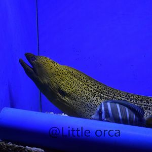 Undulated moray (Gymnothorax undulatus) and Sailfin tang (Zebrasoma veliferum)
