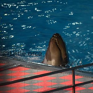 False killer whale（Pseudorca crassidens）