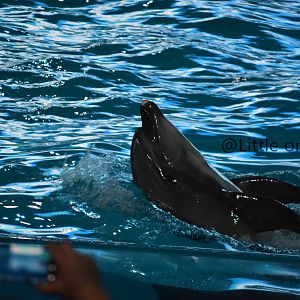 Bottlenose dolphin（Tursiops truncatus）