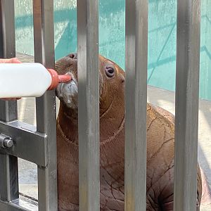 Kora the baby Pacific Walrus (Odobenus rosmarus divergens)