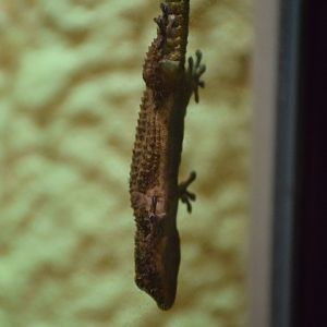 Antwerp Zoo, seen on Sept 12th 2020.