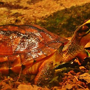 Tortoise Shell-ter - Chinese Three-striped Box Turtle (Cuora trifasciata)