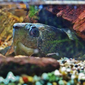 Fragile Forest - Big-headed Turtle (Platysternon megacephalum)