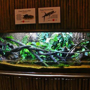 Fragile Forest - Chinese Crocodile Lizard and Chinese Fire-bellied Newt exhibit
