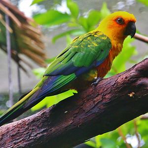 River Gems - Jenday Conure