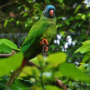 River Gems - Southern Blue-crowned Parakeet (Thectocercus acuticaudatus acuticaudatus)