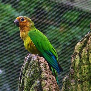 River Gems - Suriname Brown-throated Parakeet (Eupsittula pertinax surinama)