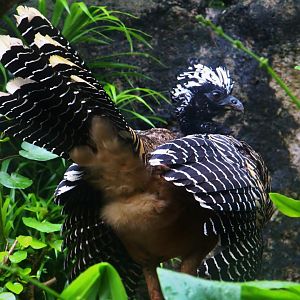 River Gems - Bare-faced Curassow (female)