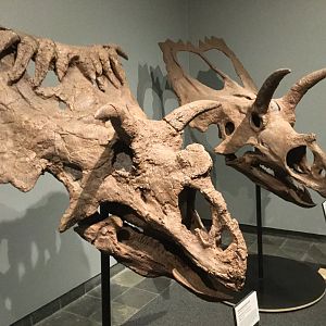 Kosmoceratops richardsoni (Skull)