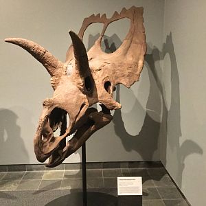 Coahuilaceratops magnacuerna (Skull)