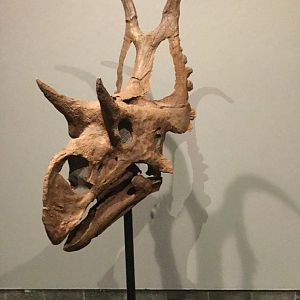 Diabloceratops eatoni (Skull)